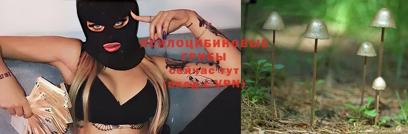 Галлюциногенные грибы Psilocybe  Углегорск 